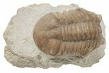 D Asaphus Plautini Trilobite Fossil - Russia #200416-1